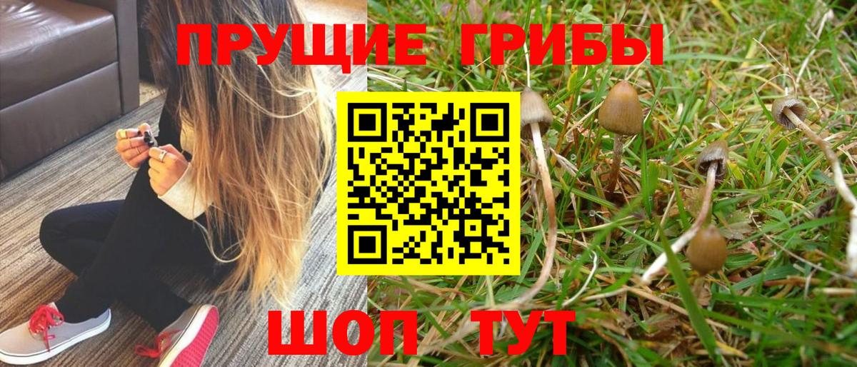Галлюциногенные грибы MAGIC MUSHROOMS  купить  цена  Вход с VPN  Егорьевск  Галлюциногенные грибы мицелий 